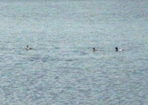 Birds!